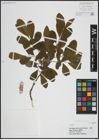 Foto von Salix atrocinerea Brot.